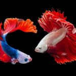 two Siamese fighting fishes