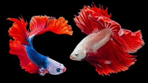 two Siamese fighting fishes