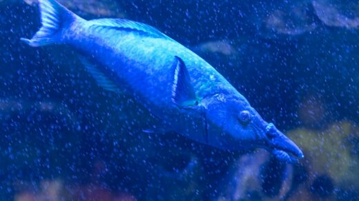 a blue fish swimming in an aquarium