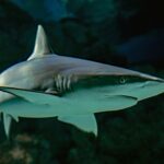 selective focus photography of shark