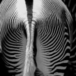 white and black zebra tail