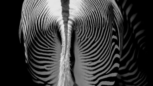 white and black zebra tail