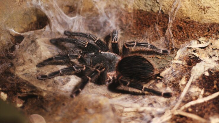 post-molt Grammostola pulchripes stretching on web