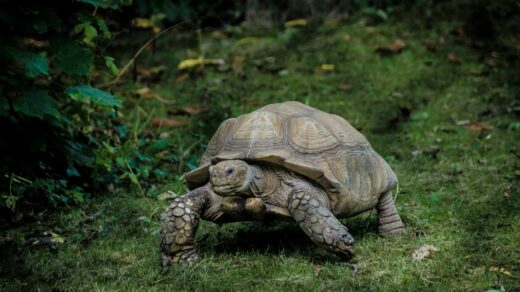 gray tortoise walking on green grass field