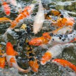 orange-and-grey koi fish