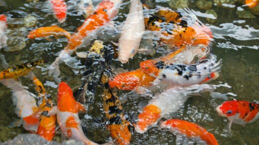 orange-and-grey koi fish