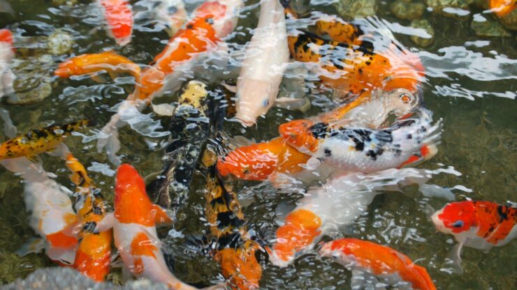 orange-and-grey koi fish