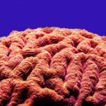 a close up of a coral with a blue background
