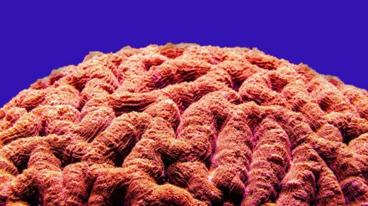 a close up of a coral with a blue background