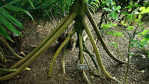 walking tree