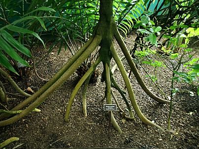 walking tree