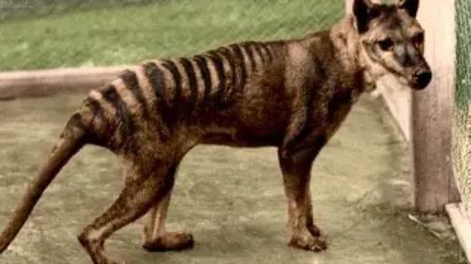 tasmanian tiger