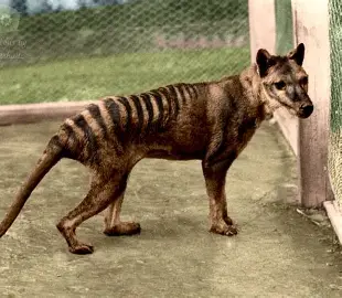 tasmanian tiger
