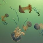 jellyfishes underwater