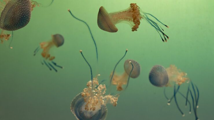 jellyfishes underwater