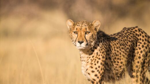 shallow focus photography of leopard