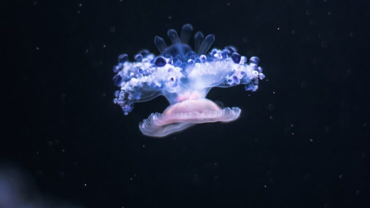 jellyfish underwater