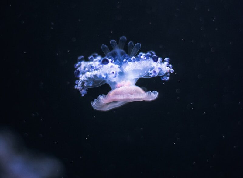 jellyfish underwater