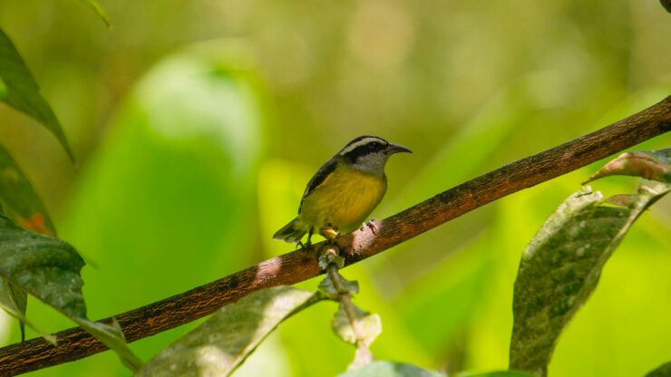 a small bird perched on a branch in a tree