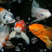a group of koi fish swimming in a pond