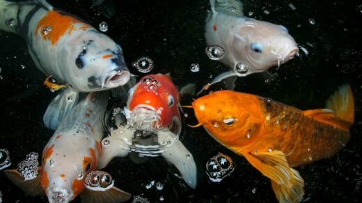 a group of koi fish swimming in a pond