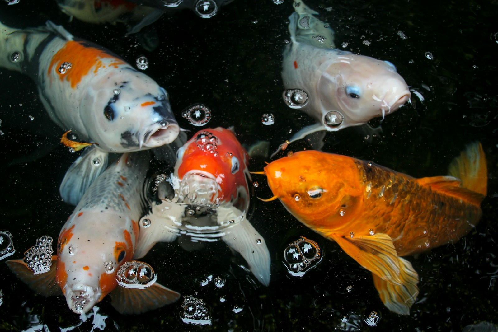 a group of koi fish swimming in a pond