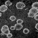a black and white photo of a group of flowers