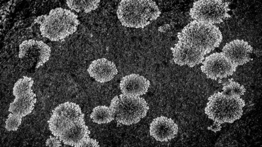 a black and white photo of a group of flowers