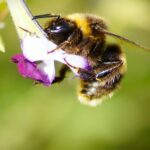 a bee on a flower