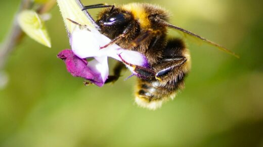 a bee on a flower