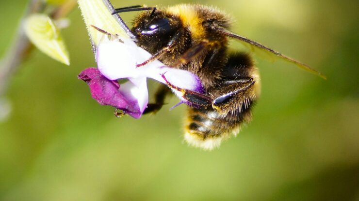 a bee on a flower