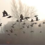 a flock of birds flying over a body of water