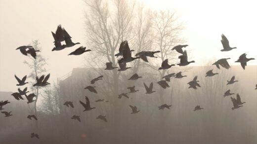 a flock of birds flying over a body of water