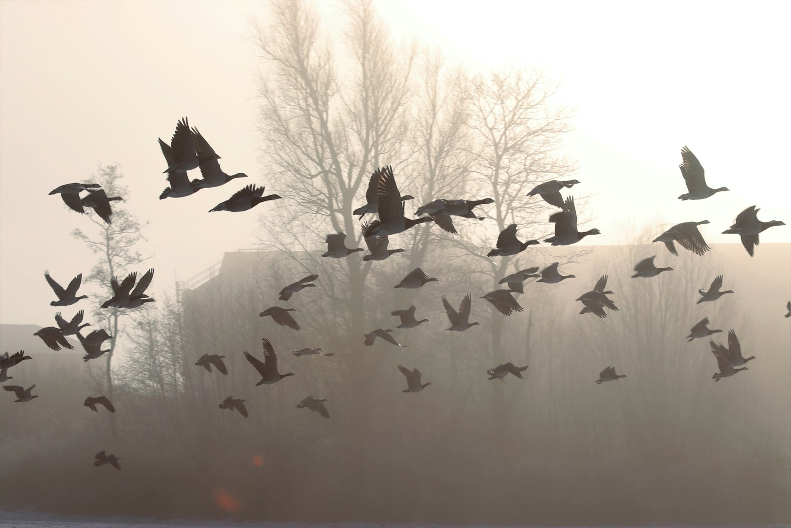 a flock of birds flying over a body of water