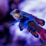 blue madarin fish