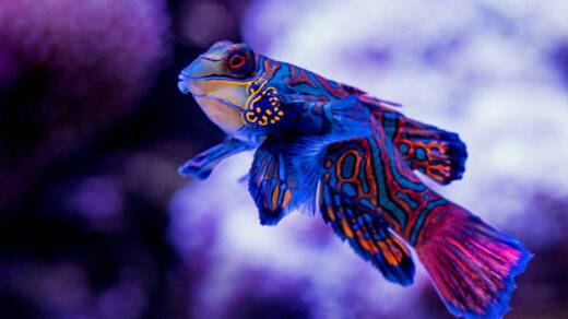 blue madarin fish