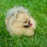 a dog lying in the grass