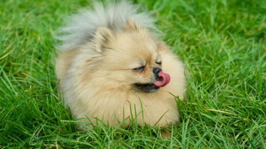 a dog lying in the grass
