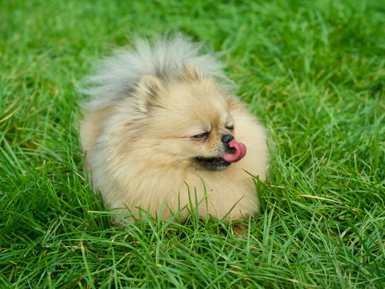 a dog lying in the grass
