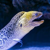 electric eel