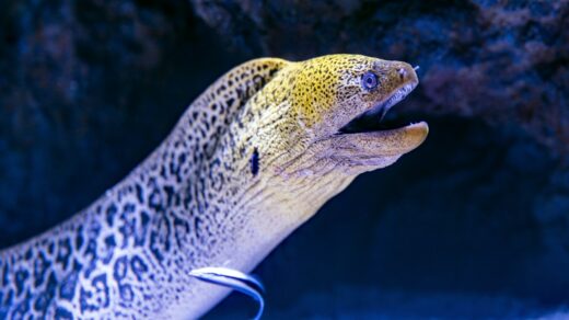 electric eel