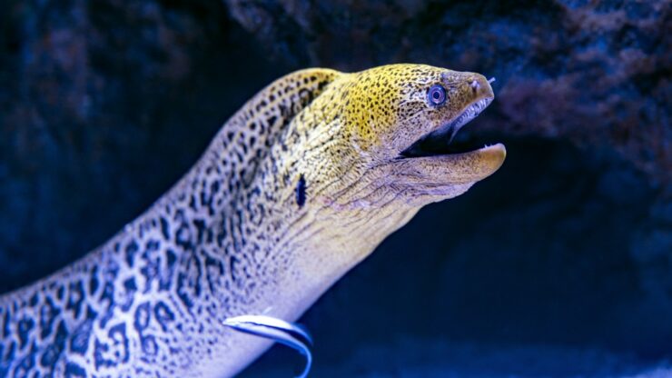 electric eel