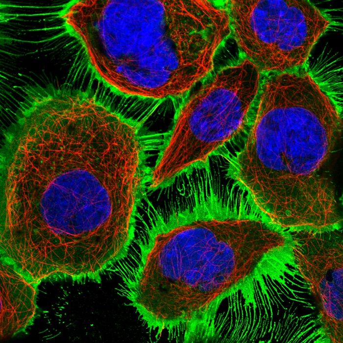 Fluorescent microscope image of cells showing blue nuclei, red cytoskeletal fibers, and green cell membranes. The web-like structures reveal intricate internal cell architecture relevant to PROTEUS protein evolution studies.