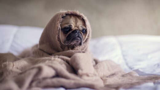 pug covered with blanket on bedspread