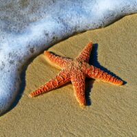 closeup photo of red star fish beside seashore
