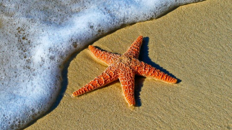 closeup photo of red star fish beside seashore