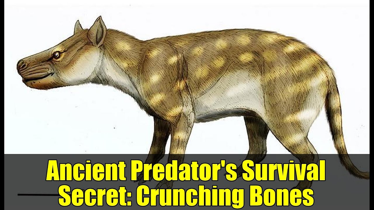 An illustration of an ancient, hyena-like predator with a muscular body, spotted fur, and a strong jaw, highlighting its climate adaptation. Text: Ancient Predators Survival Secret: Crunching Bones.