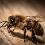 black and yellow bee on wooden surface