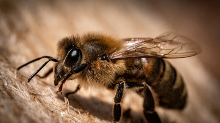 black and yellow bee on wooden surface