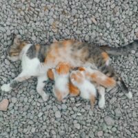 orange and white cat walking on gray concrete floor